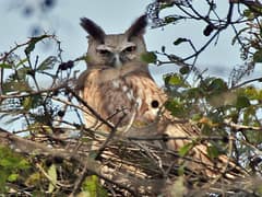 Dusky Eagle-Owl