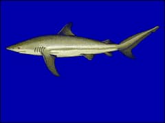 Dusky shark