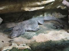 Dwarf crocodile