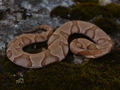 Eastern copperhead
