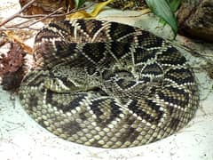 Eastern diamondback rattlesnake
