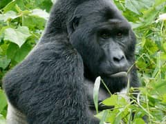 Eastern gorilla