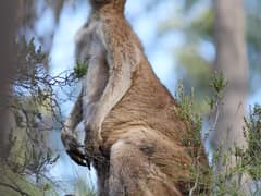 Eastern grey kangaroo