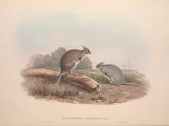 Eastern hare-wallaby