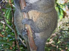 Eastern lesser bamboo lemur