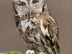 Eastern Screech Owl