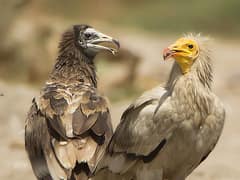 Egyptian Vulture