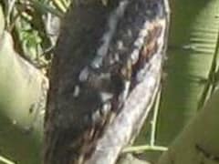 Elf Owl