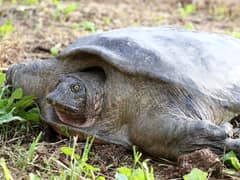 Euphrates softshell turtle