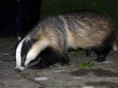 Eurasian badger