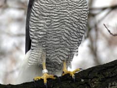 Eurasian Goshawk