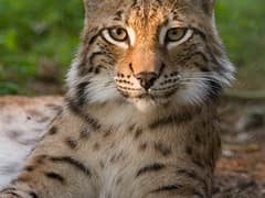 Eurasian lynx