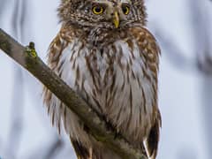 Eurasian Pygmy Owlet