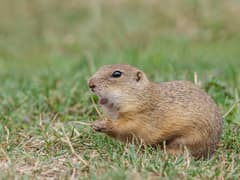 European ground squirrel