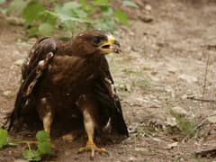 European honey buzzard
