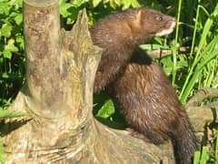 European mink