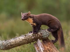 European pine marten
