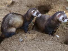 European polecat