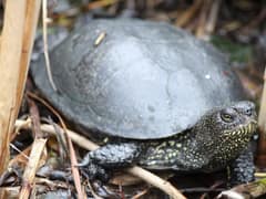 European pond turtle