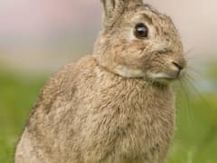 European Rabbit