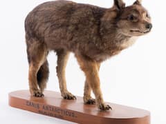Falkland Islands wolf