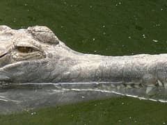 False gharial