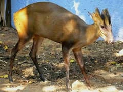 Fea's muntjac