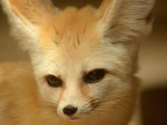 Fennec fox