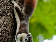 Finlayson's squirrel