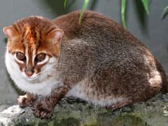 Flat-headed cat