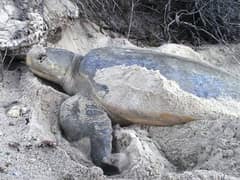 Flatback sea turtle