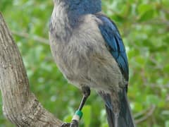 Florida Scrub Jay