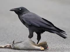 Forest Raven