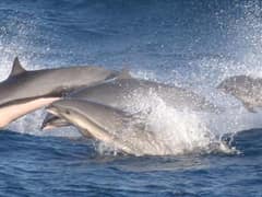 Fraser's dolphin