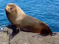 Galápagos fur seal