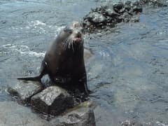 Galápagos sea lion