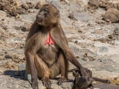 Gelada