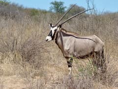 Gemsbok