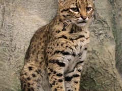 Geoffroy's cat