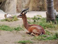 Gerenuk