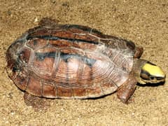 Golden coin turtle