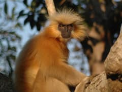 Golden langur
