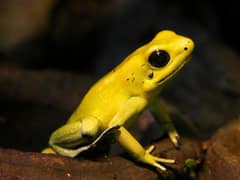 Golden poison frog