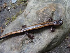 Golden-striped Salamander