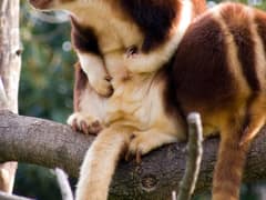 Goodfellow's tree-kangaroo