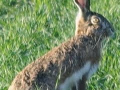 Granada hare
