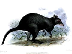 Gray dorcopsis