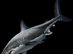 Great white shark