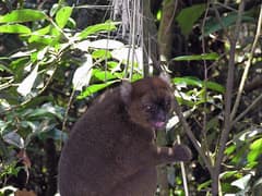 Greater bamboo lemur