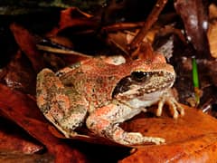Greek Stream Frog